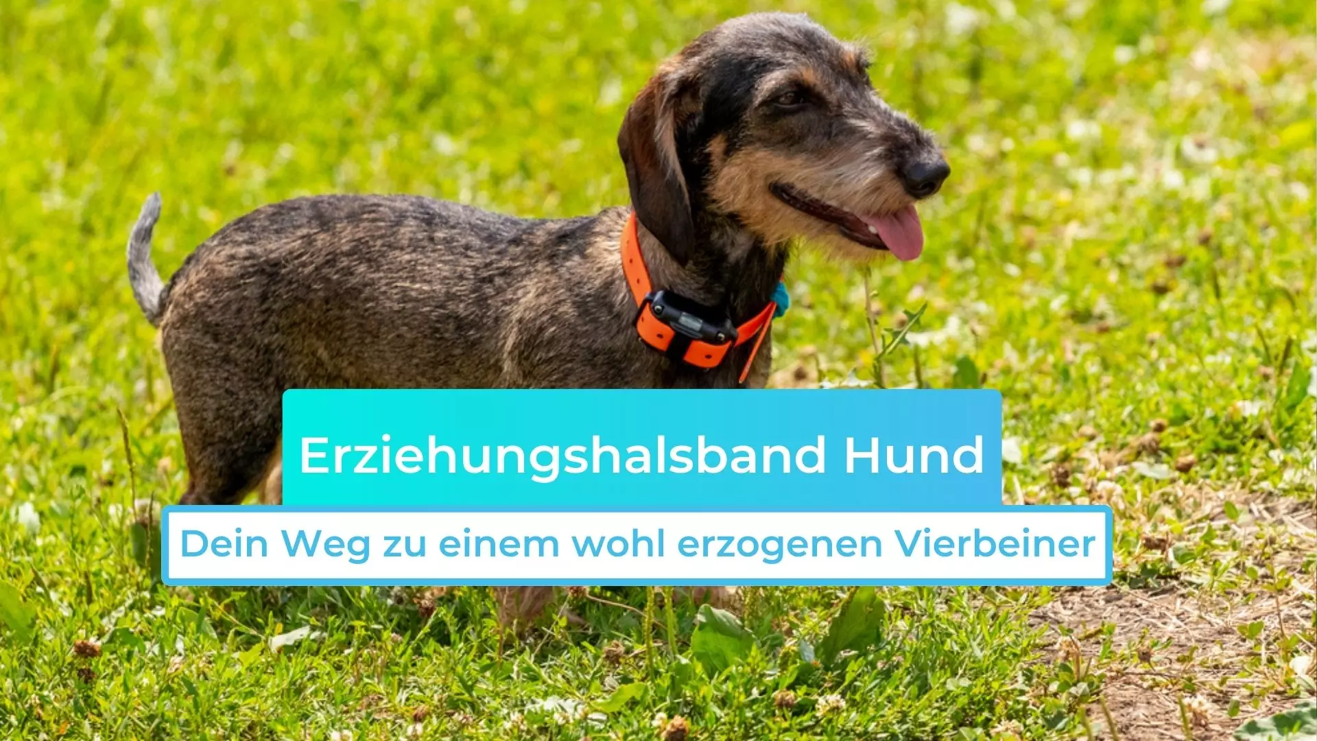 Erziehungshalsband Hund: Dein Weg zu einem wohl erzogenen Vierbeiner