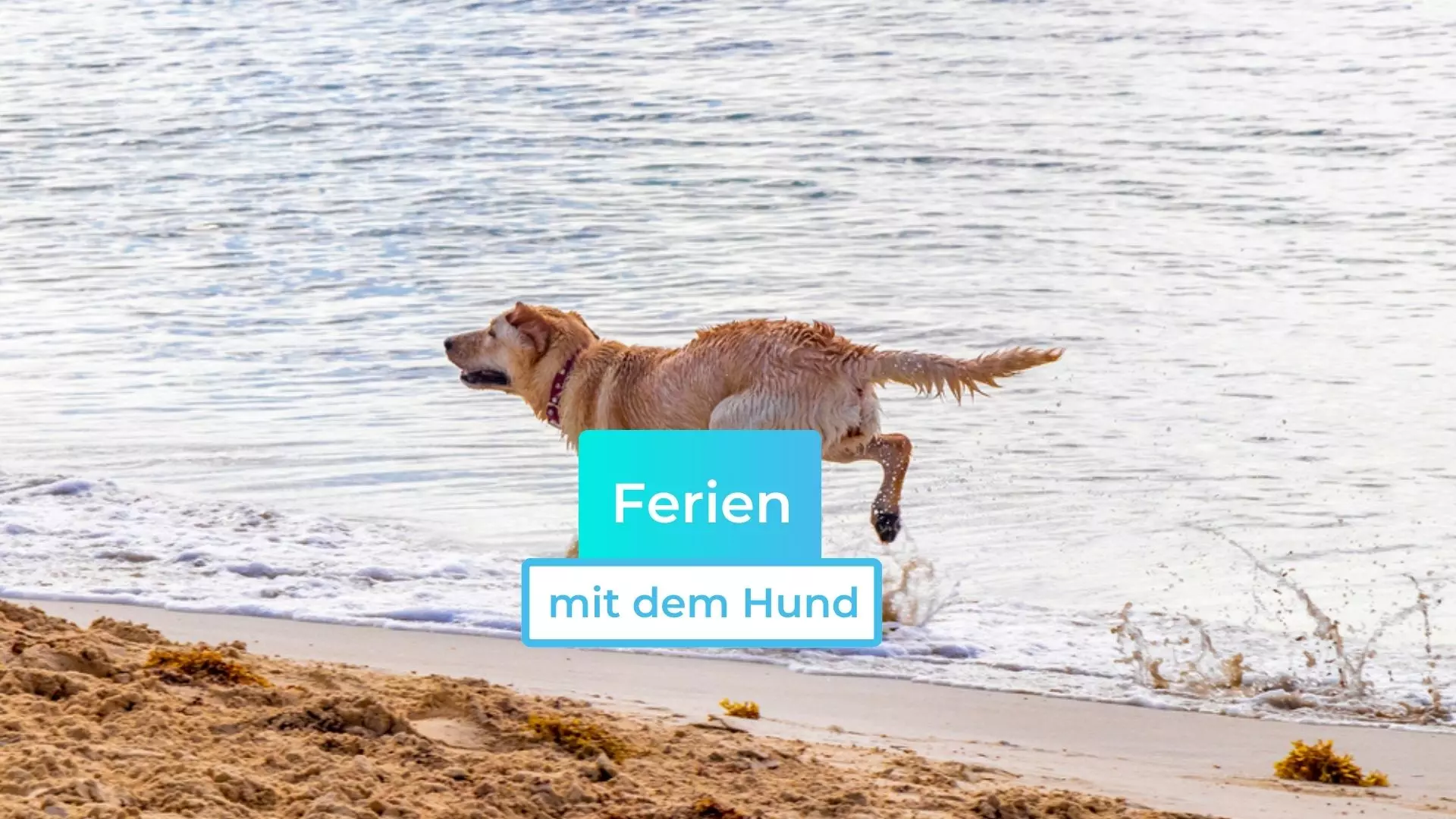 Ferien mit dem Hund