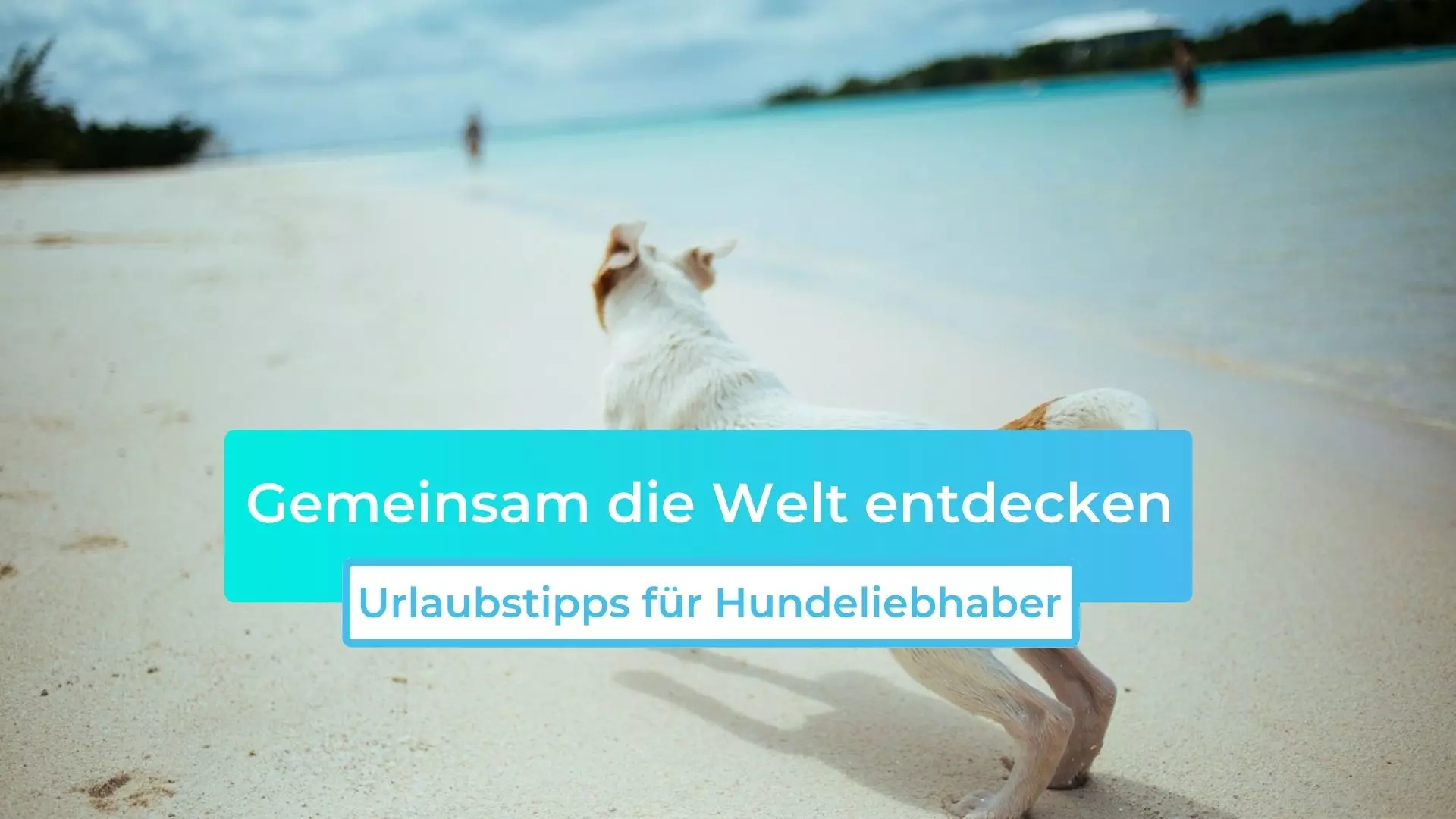 Gemeinsam die Welt entdecken: Urlaubstipps für Hundeliebhaber