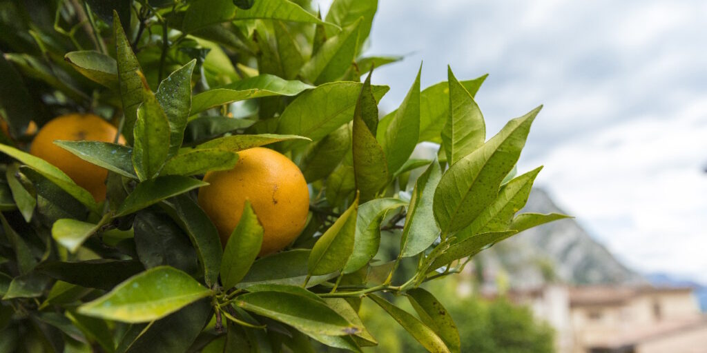Zitronenbaum mit frischen Zitronen im Museum Limonaia del Castel