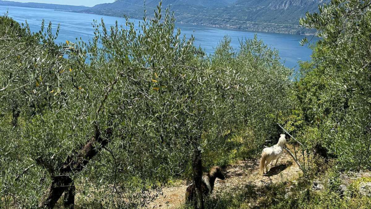 Olivenhain am Hang oberhalb von Brenzone sul Garda mit Wanderweg und Blick über den Gardasee zum Westufer