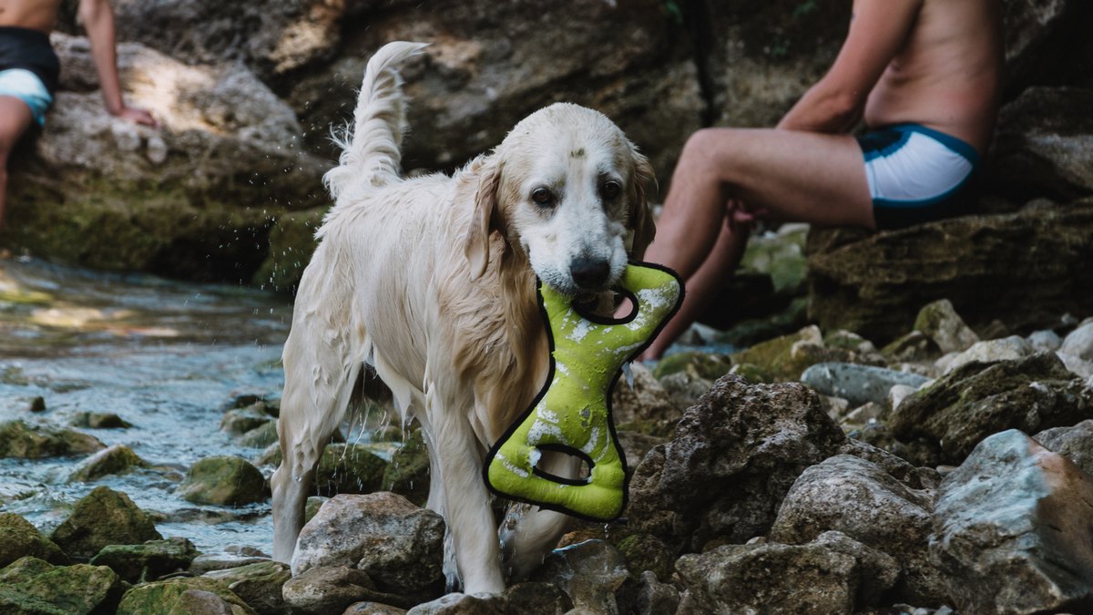 Nasser Hund mit Spielzeug im Maul steht am Kiesufer des Gardasees
