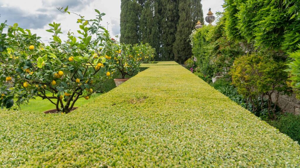 Zitronenbaum in Italien