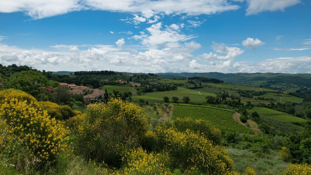 Weinberge in Italien