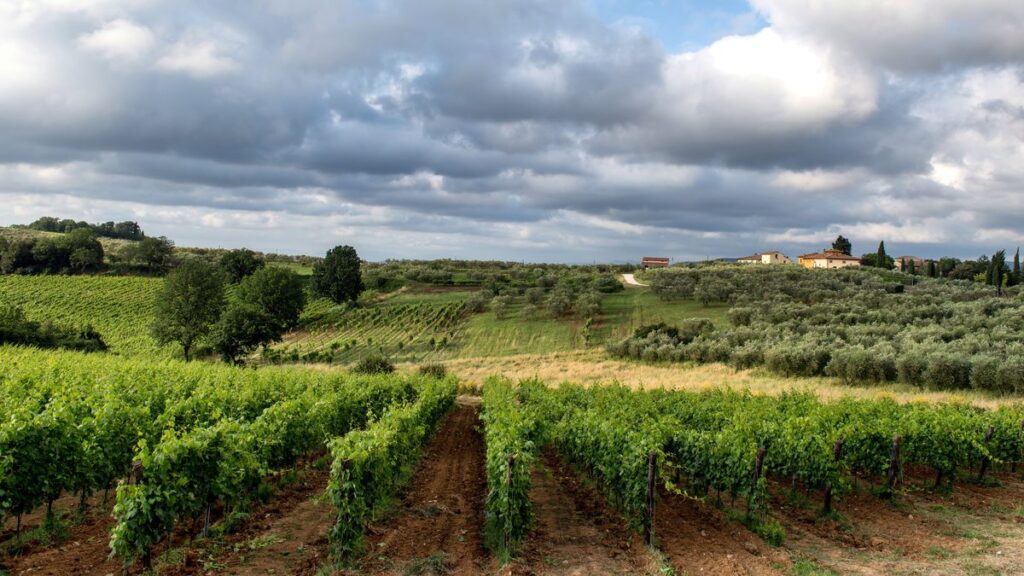 Weinberge in Italien