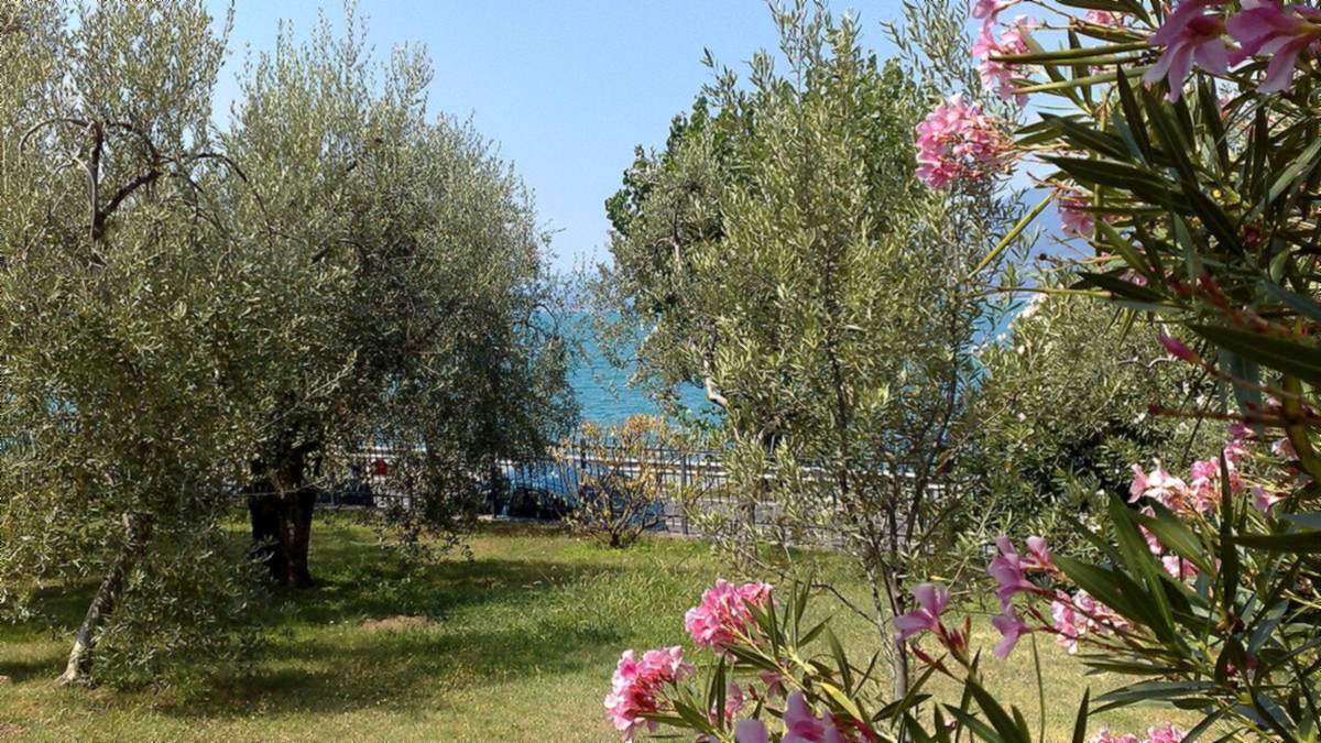 Olivenhain mit blühendem Oleander am Ufer von Torri del Benaco, dahinter der Gardasee
