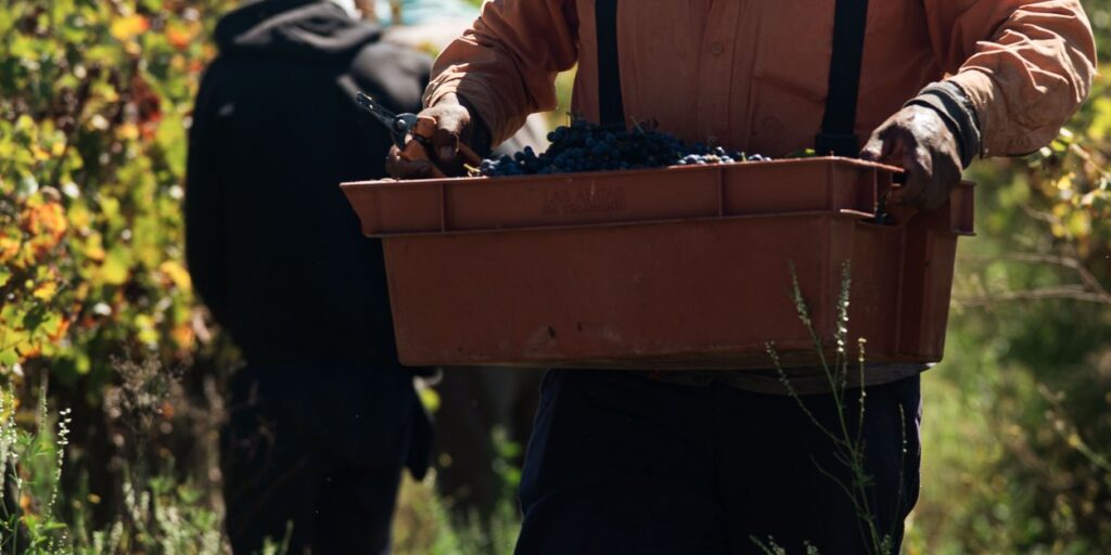 Lugana Weintrauben von Bulgarini Weingut