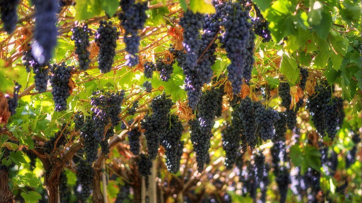 Dunkle Weintrauben hängen im Gegenlicht an den Reben eines Weinbergs in der Valpolicella