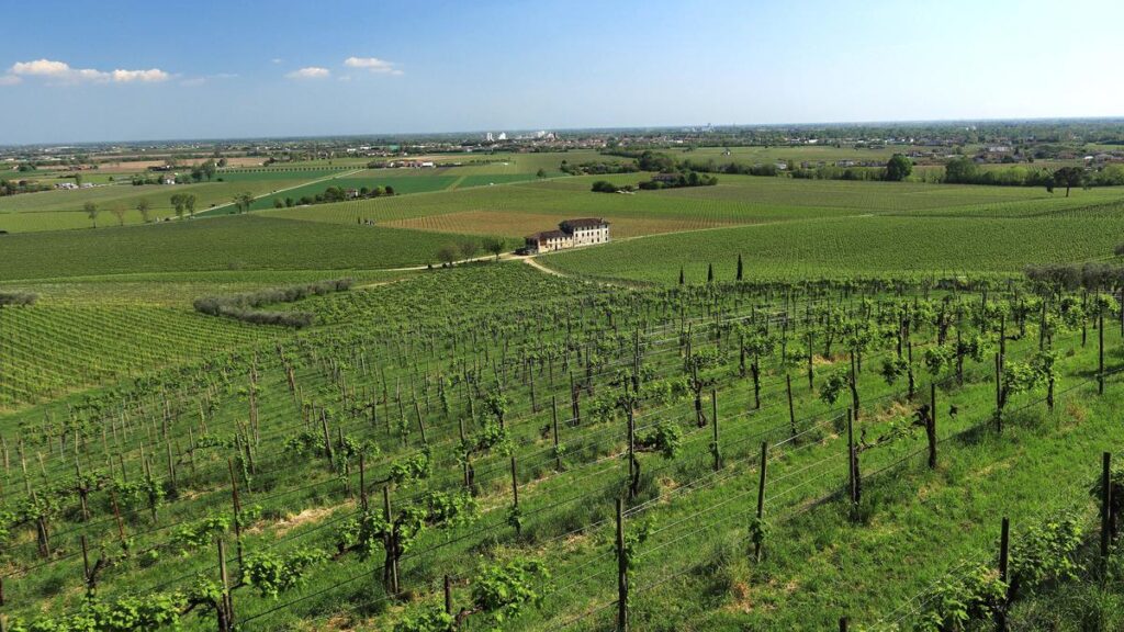 Weinreben in Reihen bis zum Horizont, dahinter ein Gutshaus und die Ebene