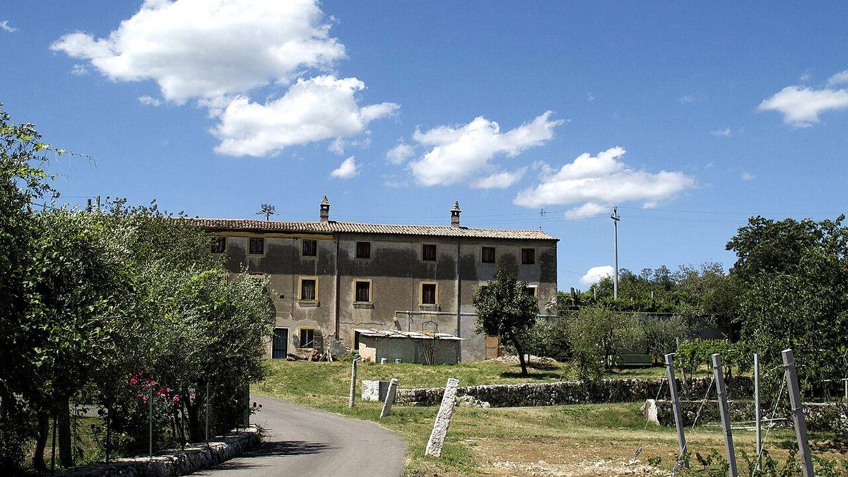 Weingut mit jungen Rebzeilen und Olivenbäumen in Jago Alto bei Negrar in der Valpolicella
